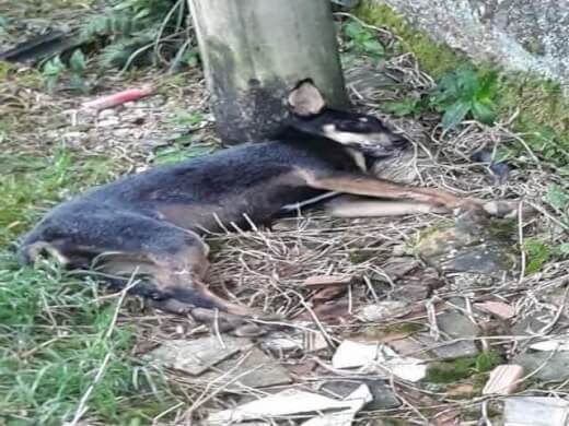 Cães são Envenenados em Treze de Maio